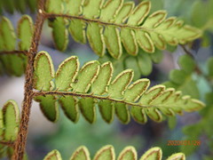 Myriopteris microphylla