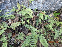 Myriopteris microphylla