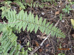 Myriopteris microphylla