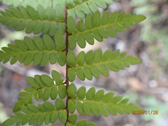 Myriopteris microphylla
