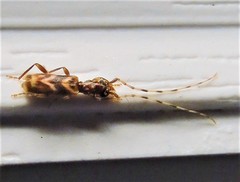 Stenhomalus taiwanus