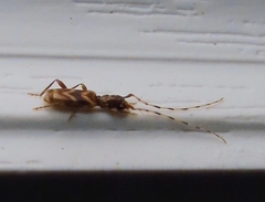 Stenhomalus taiwanus