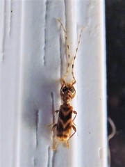 Stenhomalus taiwanus
