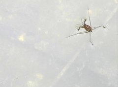 Metrocoris lituratus