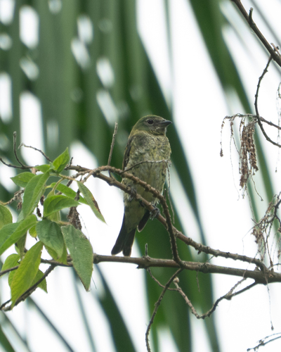 Swallow Tanager (Tersina viridis), photo 2