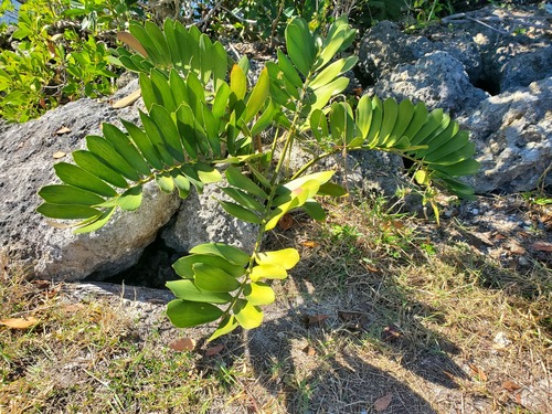 Cycad (Zamia furfuracea)