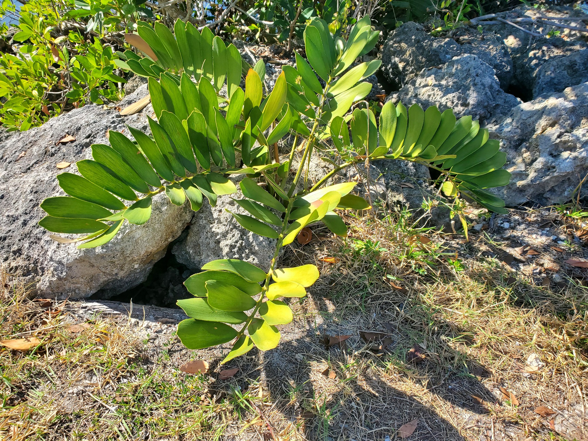 Cycad (Zamia furfuracea)