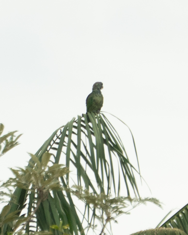 Scaly-headed Parrot (Pionus maximiliani), photo 2