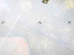 Metrocoris lituratus