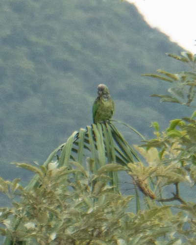 Scaly-headed Parrot (Pionus maximiliani)