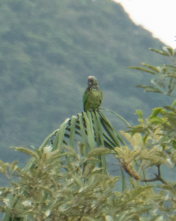 Scaly-headed Parrot (Pionus maximiliani), photo 1