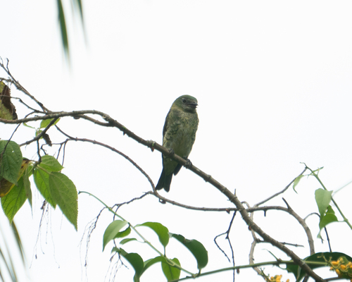 Swallow Tanager (Tersina viridis), photo 3