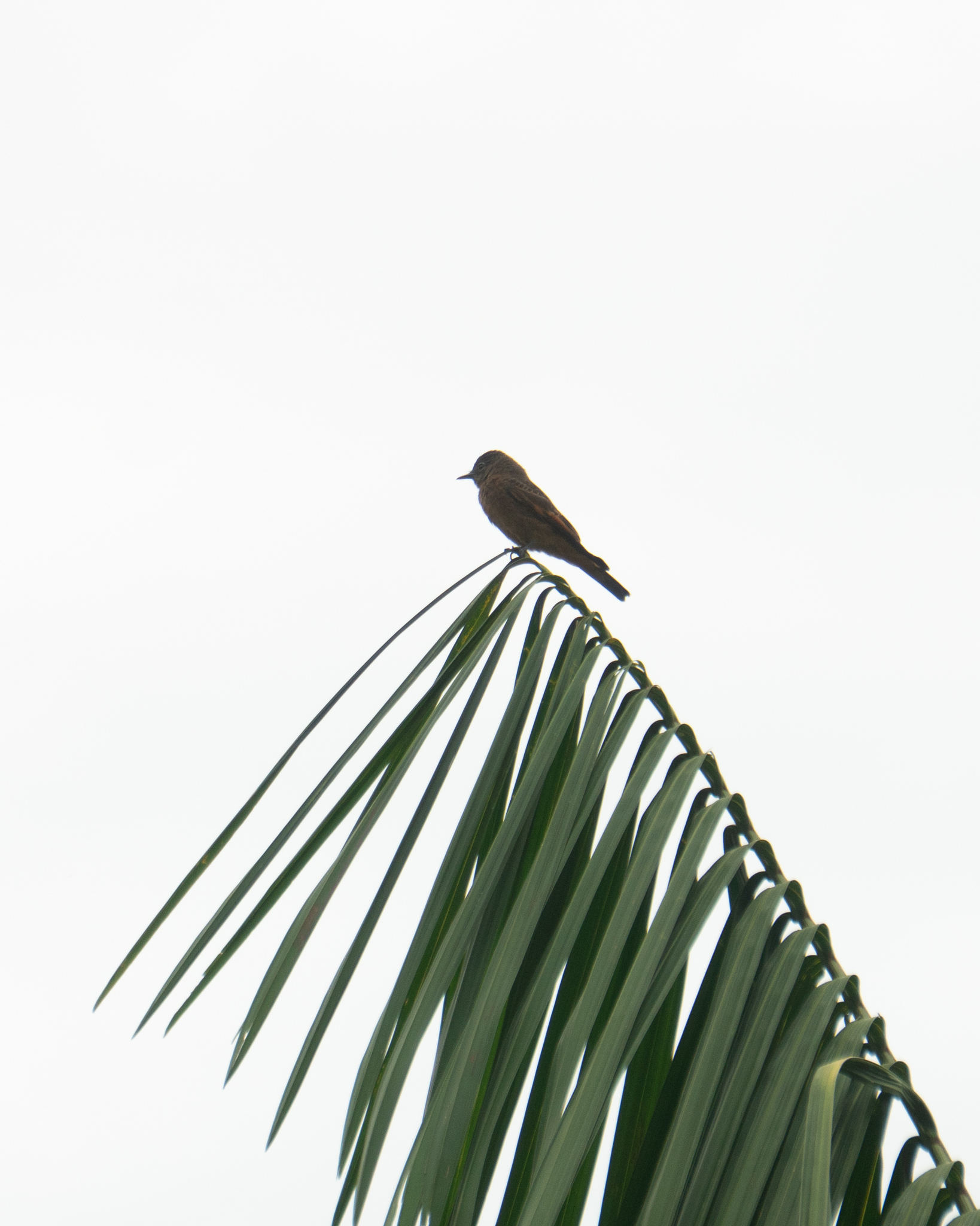 Cliff Flycatcher (Hirundinea ferruginea), photo 4