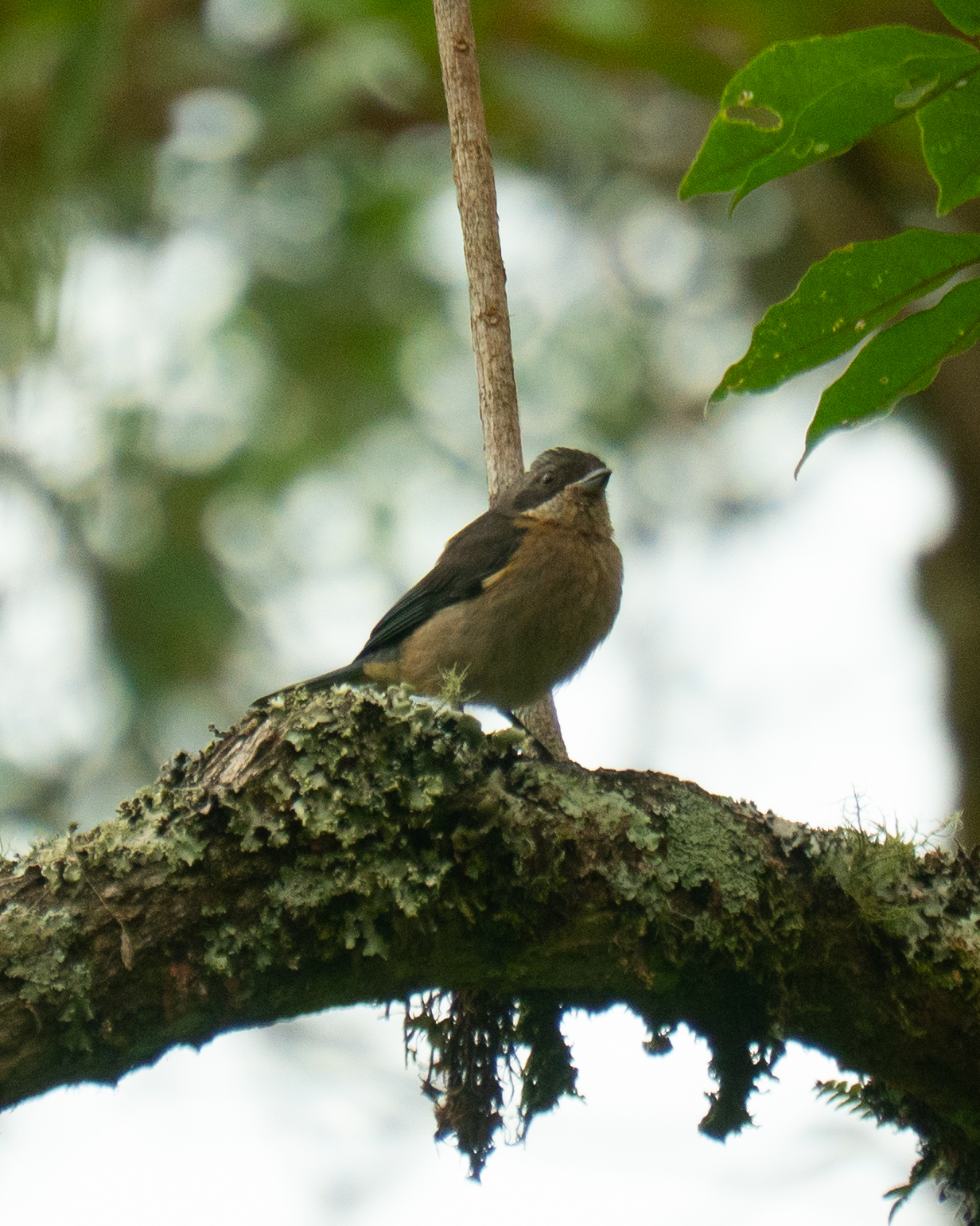 Fawn-breasted Tanager (Pipraeidea melanonota), photo 1