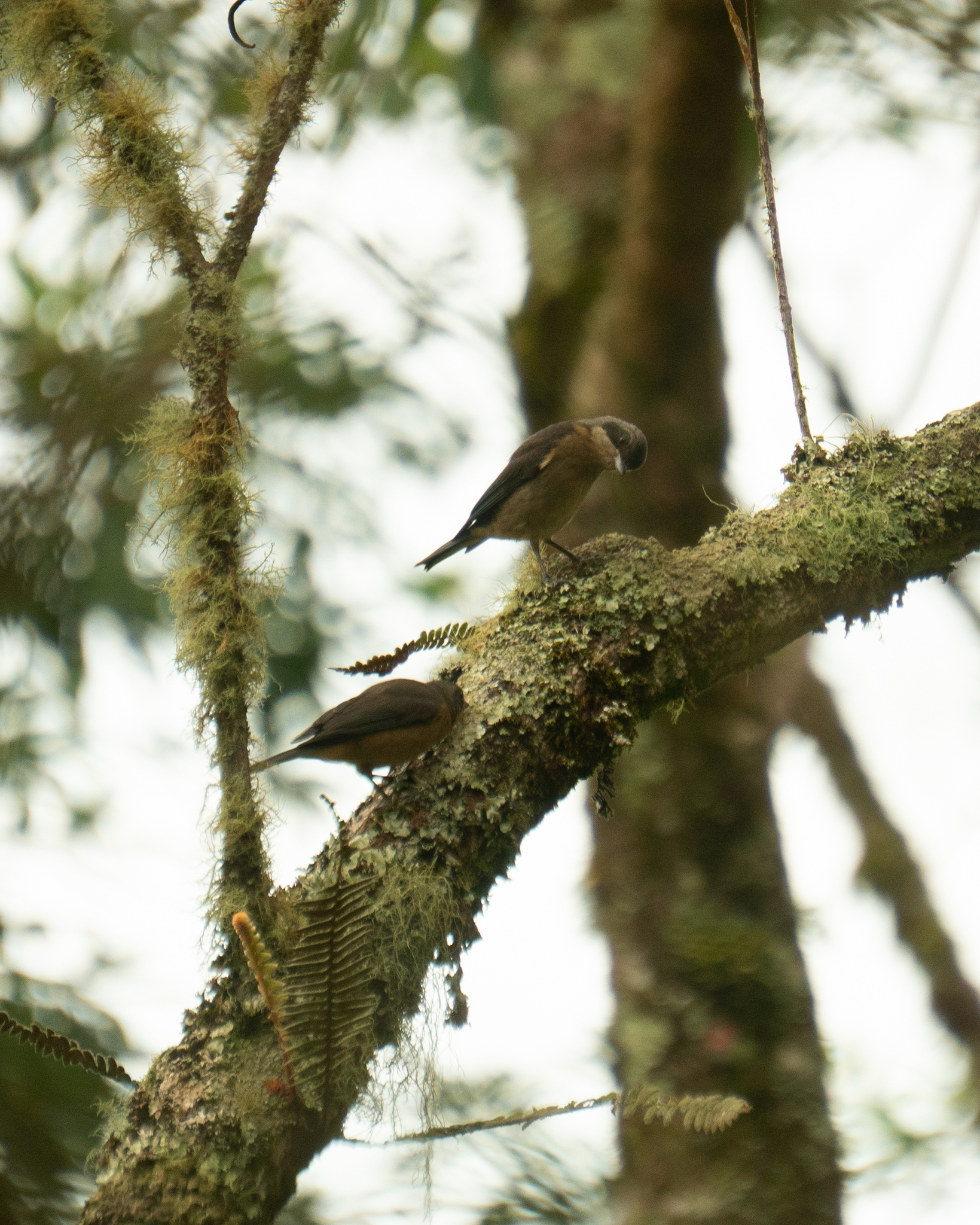 Fawn-breasted Tanager (Pipraeidea melanonota), photo 2