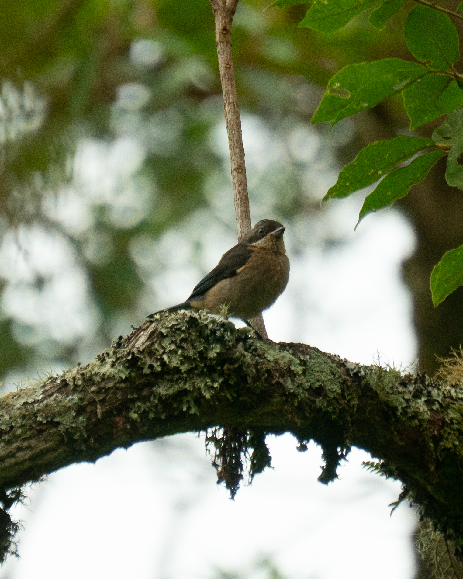Fawn-breasted Tanager (Pipraeidea melanonota), photo 3