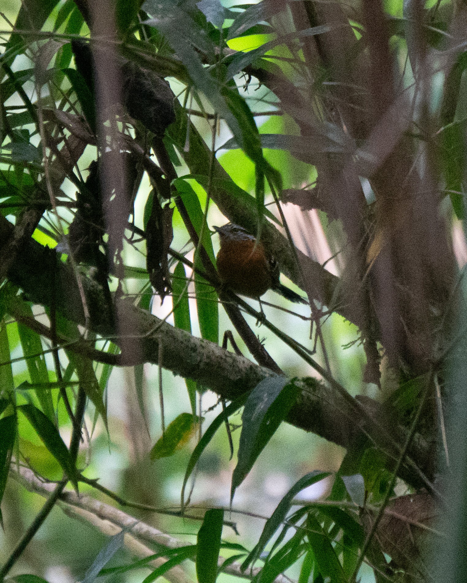 Ferruginous Antbird (Drymophila ferruginea), photo 4