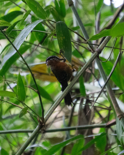 Ferruginous Antbird (Drymophila ferruginea), photo 3