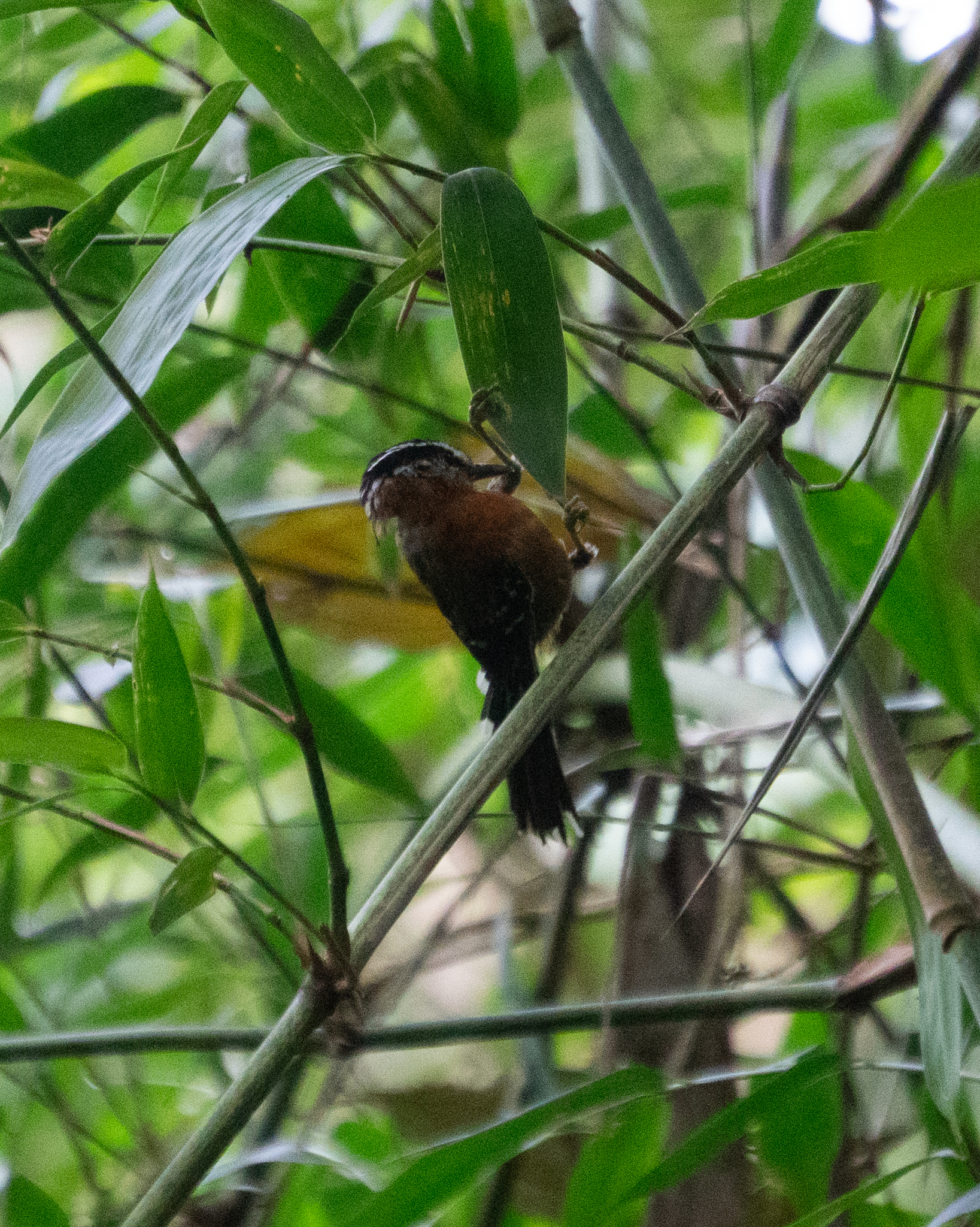 Ferruginous Antbird (Drymophila ferruginea), photo 3