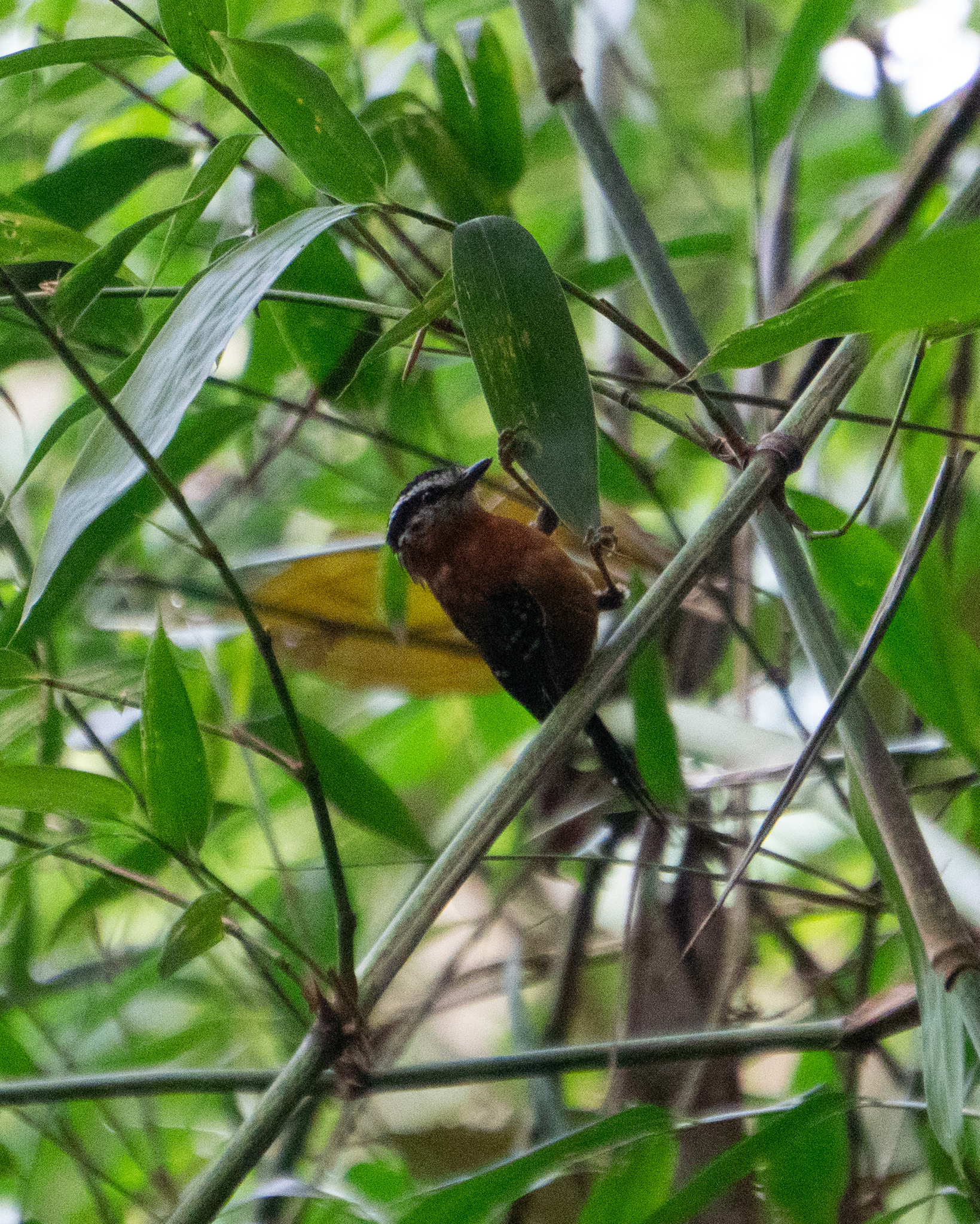 Ferruginous Antbird (Drymophila ferruginea), photo 2