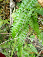 Polystichum echinatum