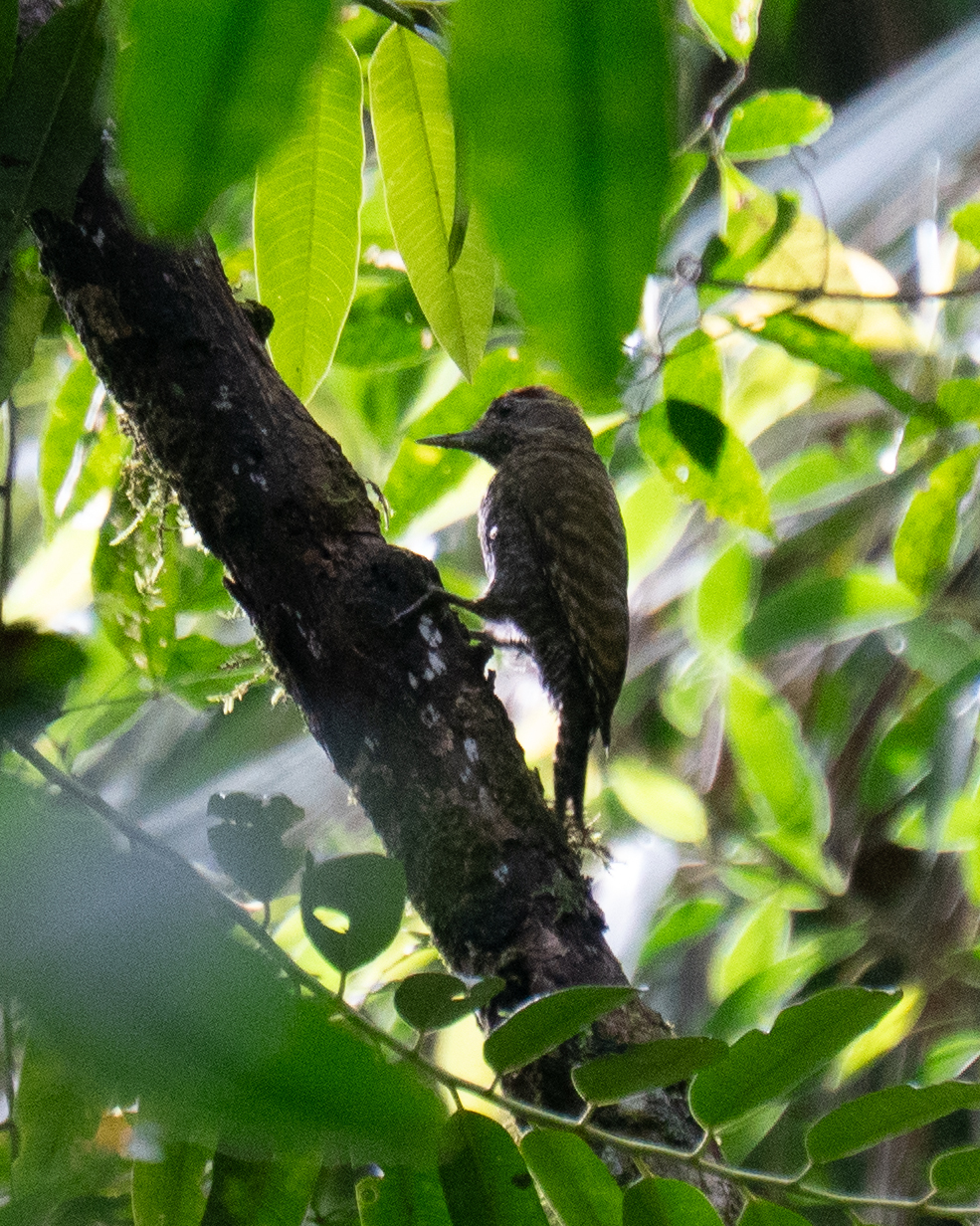 White-spotted Woodpecker (Veniliornis spilogaster), photo 2