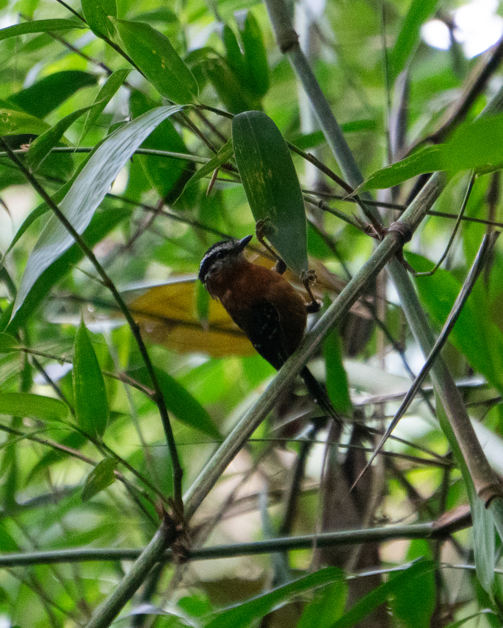 Ferruginous Antbird (Drymophila ferruginea), photo 5
