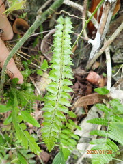 Polystichum echinatum