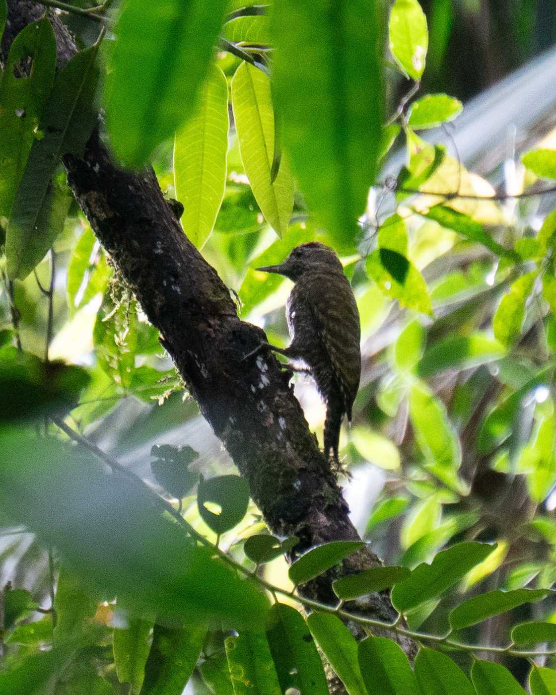 White-spotted Woodpecker (Veniliornis spilogaster), photo 3