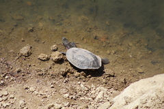 Phrynops hilarii