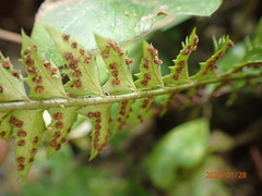 Polystichum echinatum