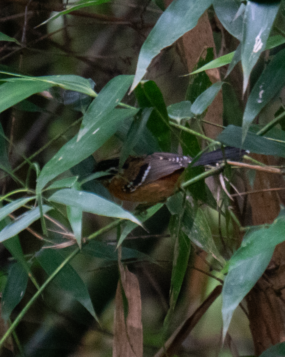Ferruginous Antbird (Drymophila ferruginea), photo 6