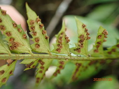 Polystichum echinatum