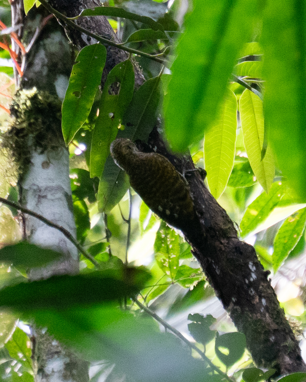 White-spotted Woodpecker (Veniliornis spilogaster), photo 4