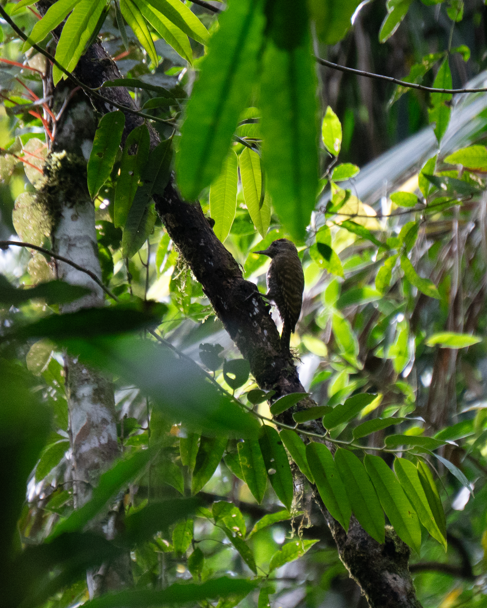 White-spotted Woodpecker (Veniliornis spilogaster), photo 5
