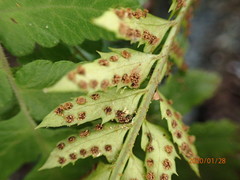 Polystichum echinatum