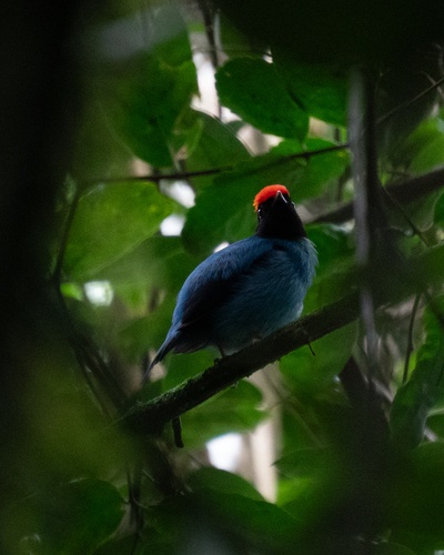 Blue Manakin (Chiroxiphia caudata), photo 5