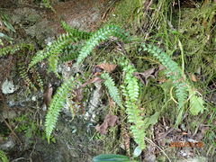 Polystichum echinatum
