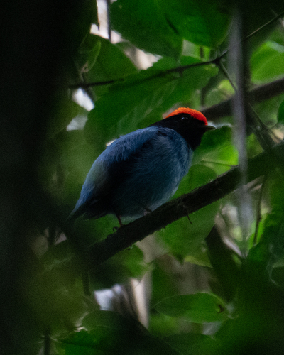 Blue Manakin (Chiroxiphia caudata), photo 6