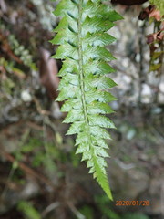 Polystichum echinatum
