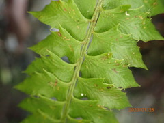 Polystichum echinatum