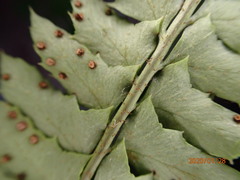 Polystichum echinatum