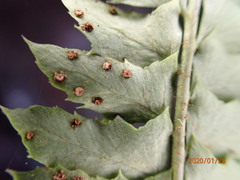 Polystichum echinatum