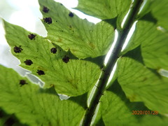 Polystichum echinatum