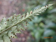 Polystichum echinatum