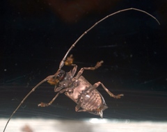 Polyrhaphis spinipennis