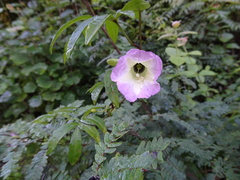 Ipomoea heterodoxa