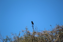 Icterus pyrrhopterus