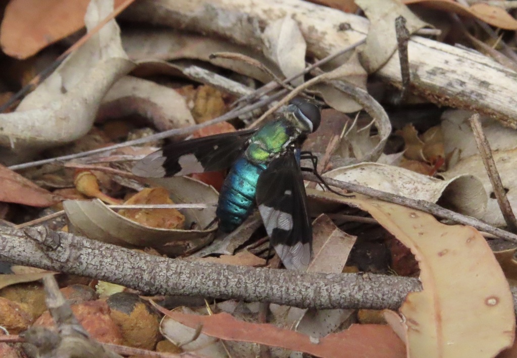 Palirika decora