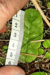 Brachyglottis lagopus